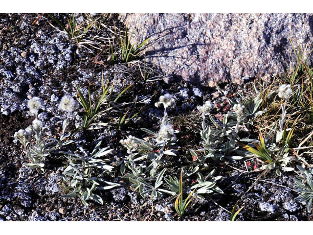 Antennaria umbrinella (Umber pussytoes) #61753