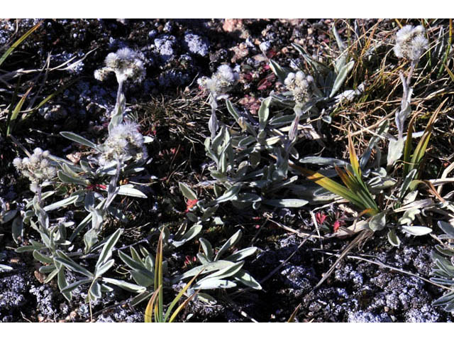 Antennaria umbrinella (Umber pussytoes) #61754