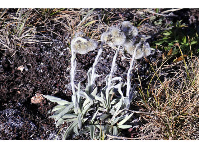 Antennaria umbrinella (Umber pussytoes) #61755