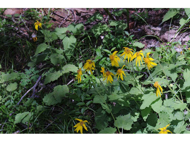 Arnica cordifolia (Heartleaf arnica) #61761