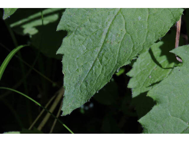 Arnica cordifolia (Heartleaf arnica) #61770