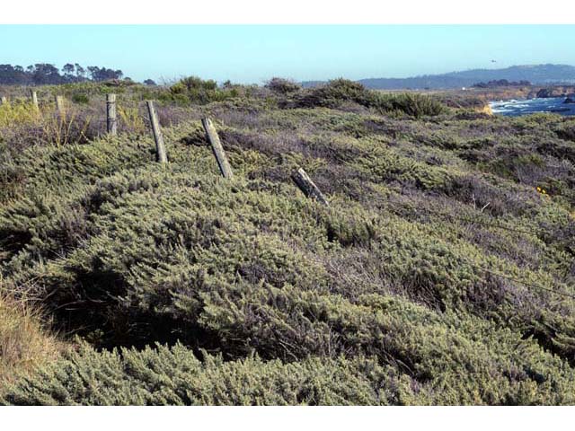 Artemisia californica (Coastal sagebrush) #61787