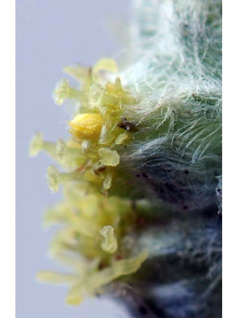Artemisia californica (Coastal sagebrush) #61799
