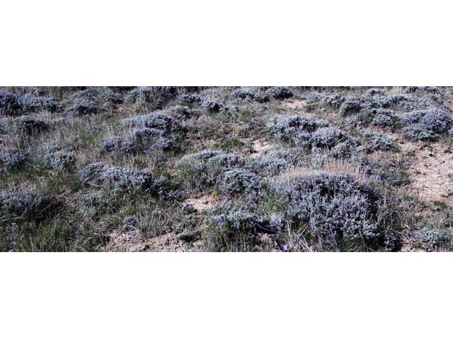 Artemisia nova (Black sagebrush) #61806
