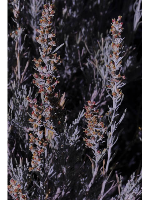 Artemisia tripartita (Threetip sagebrush) #61818