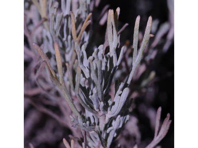 Artemisia tripartita (Threetip sagebrush) #61819
