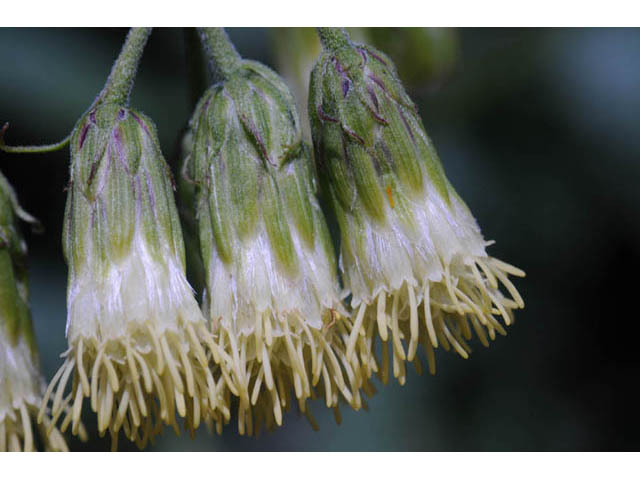 Brickellia grandiflora (Tasselflower brickellbush) #61901