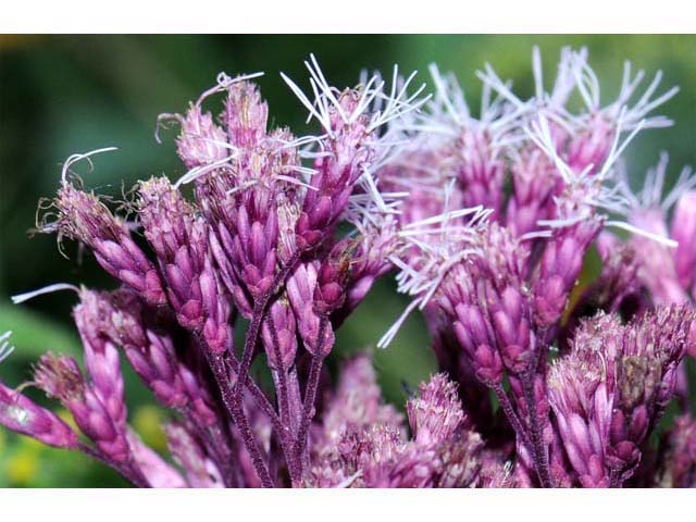 Eutrochium purpureum (Purple joepyeweed) #62163