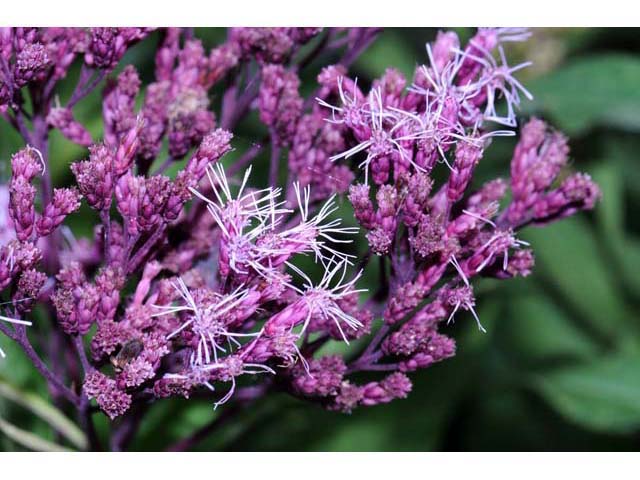 Eutrochium purpureum (Purple joepyeweed) #62166