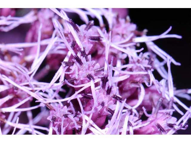 Eutrochium purpureum (Purple joepyeweed) #62175