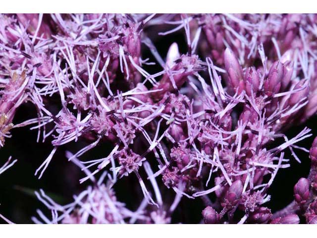 Eutrochium purpureum (Purple joepyeweed) #62176