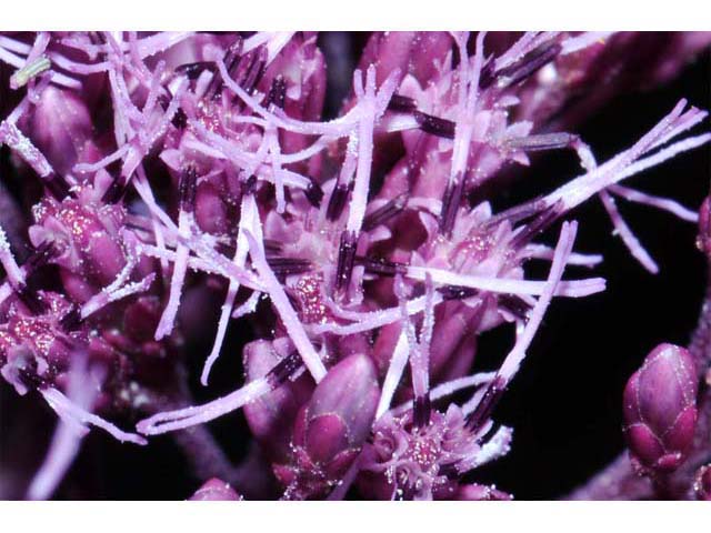Eutrochium purpureum (Purple joepyeweed) #62178