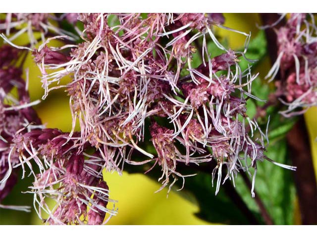 Eutrochium purpureum (Purple joepyeweed) #62186