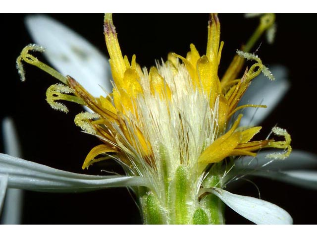 Eurybia divaricata (White wood aster) #62204