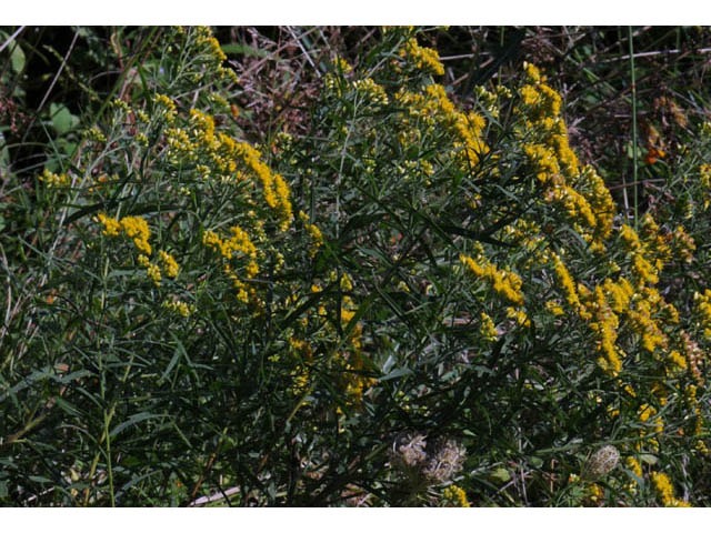Euthamia graminifolia (Flat-top goldentop) #62223