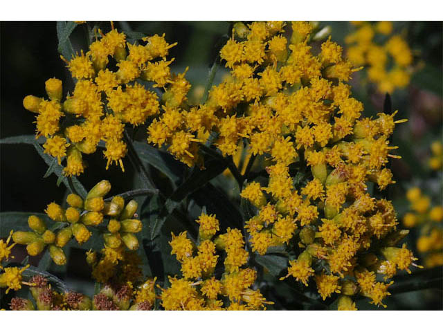 Euthamia graminifolia (Flat-top goldentop) #62229