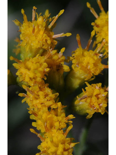 Euthamia graminifolia (Flat-top goldentop) #62237