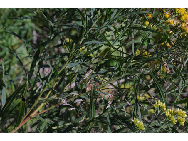 Euthamia graminifolia (Flat-top goldentop) #62239