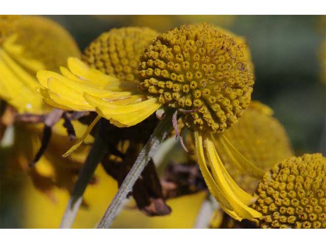 Helenium autumnale (Common sneezeweed) #62304