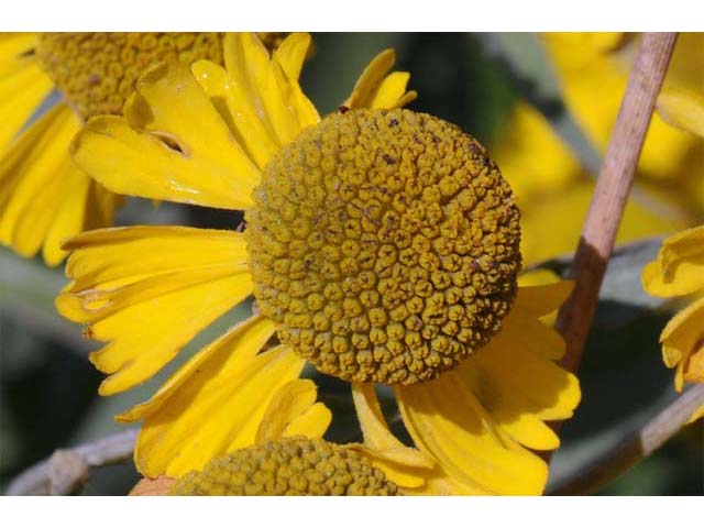 Helenium autumnale (Common sneezeweed) #62308
