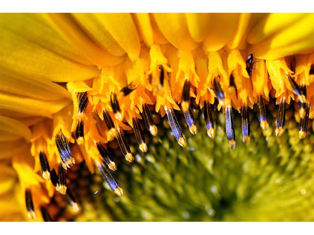 Helianthus annuus (Common sunflower) #62332