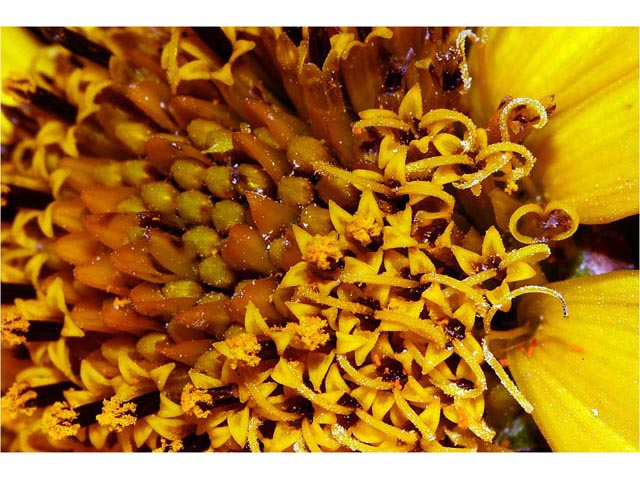 Helianthus divaricatus (Woodland sunflower) #62348