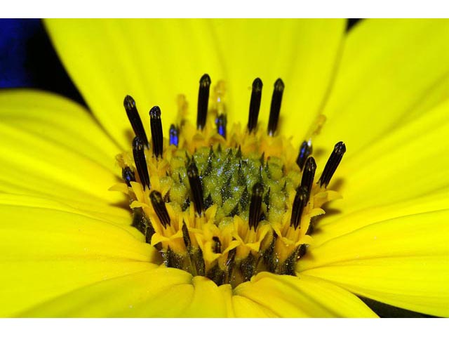 Helianthus divaricatus (Woodland sunflower) #62396