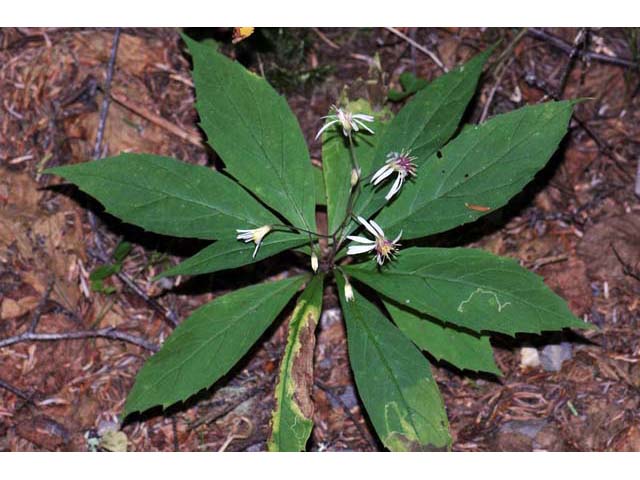 Oclemena acuminata (Whorled wood aster) #62578