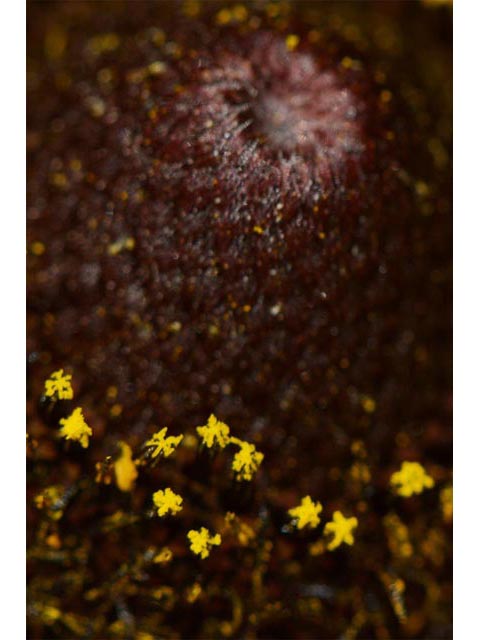 Rudbeckia hirta (Black-eyed susan) #62641