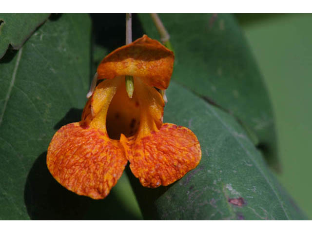 Impatiens capensis (Jewelweed) #62712