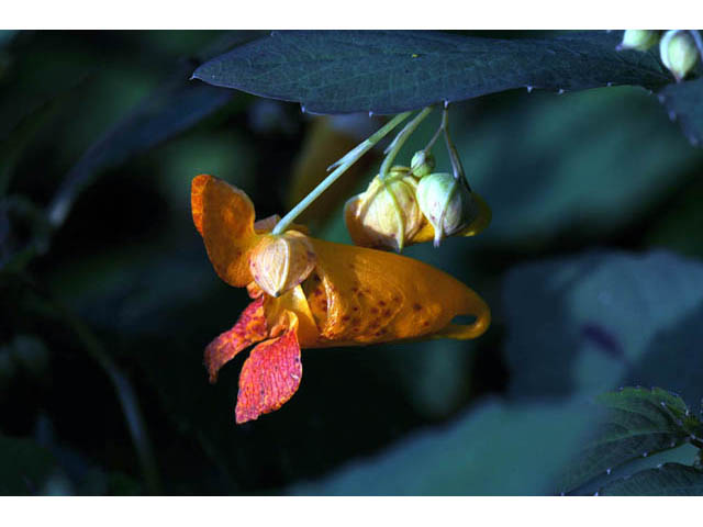 Impatiens capensis (Jewelweed) #62716