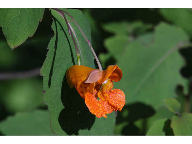 Impatiens capensis (Jewelweed) #62719