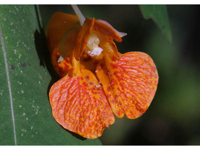 Impatiens capensis (Jewelweed) #62721