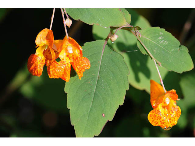 Impatiens capensis (Jewelweed) #62725