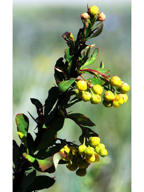 Berberis fendleri (Colorado barberry) #62799