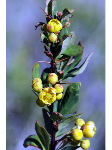 Berberis fendleri (Colorado barberry) #62801