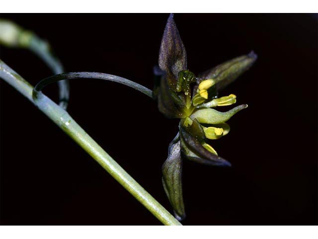 Caulophyllum thalictroides (Blue cohosh) #62837