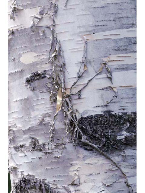 Betula papyrifera (Paper birch) #62865