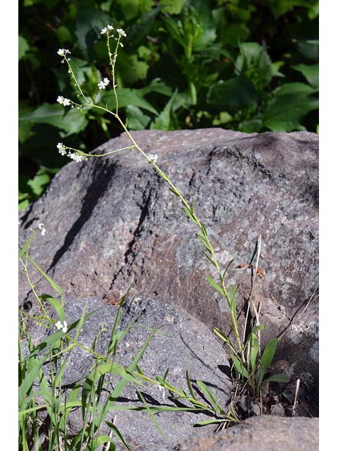 Hackelia patens (Spotted stickseed) #62912