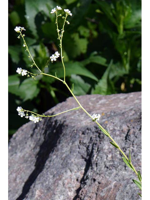Hackelia patens (Spotted stickseed) #62913