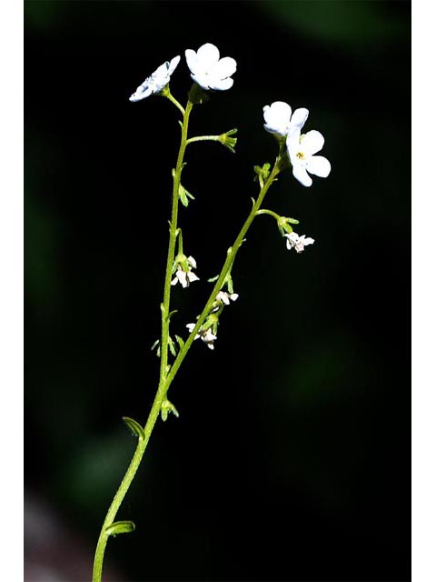 Hackelia patens (Spotted stickseed) #62916