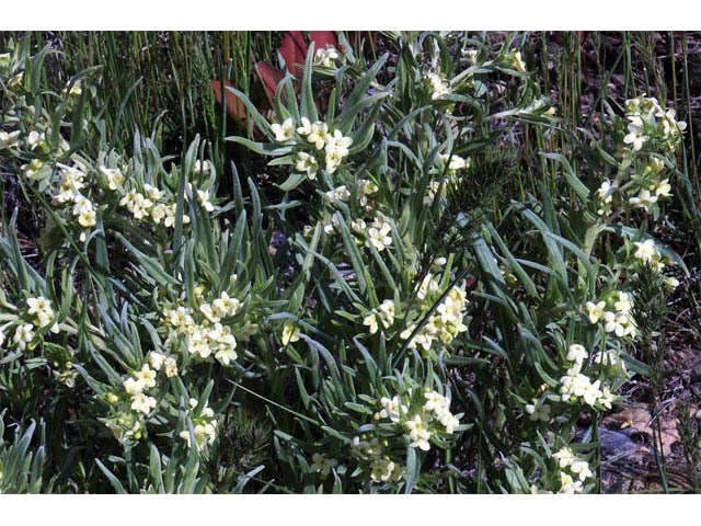 Lithospermum ruderale (Western stoneseed) #62944