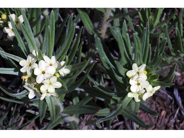 Lithospermum ruderale (Western stoneseed) #62945