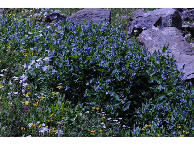 Mertensia ciliata var. ciliata (Tall fringed bluebells) #62954