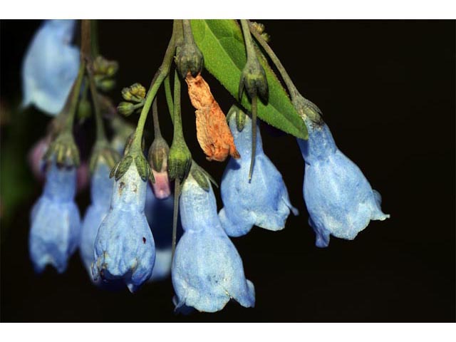 Mertensia ciliata var. ciliata (Tall fringed bluebells) #62961