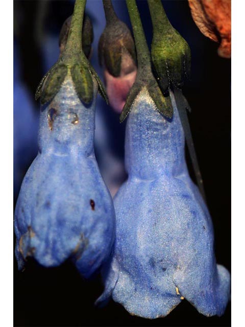Mertensia ciliata var. ciliata (Tall fringed bluebells) #62964