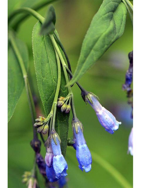 Mertensia ciliata var. ciliata (Tall fringed bluebells) #62971