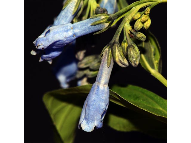 Mertensia ciliata var. ciliata (Tall fringed bluebells) #62973