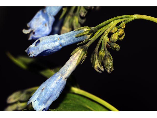 Mertensia ciliata var. ciliata (Tall fringed bluebells) #62980