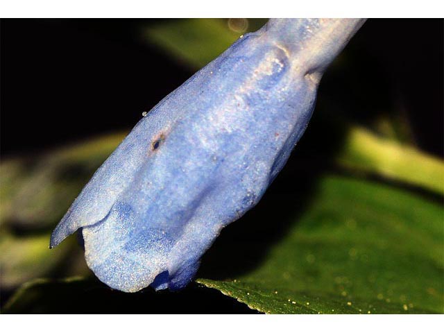 Mertensia ciliata var. ciliata (Tall fringed bluebells) #62981